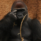 Image for article titled Ape hand gestures reveal where humans evolved language